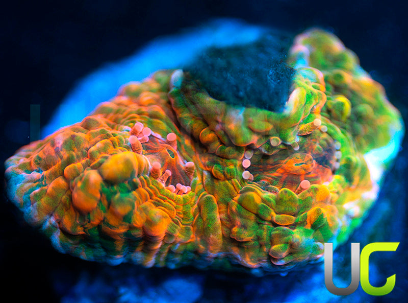 UC Fruit Ninjan Chalice