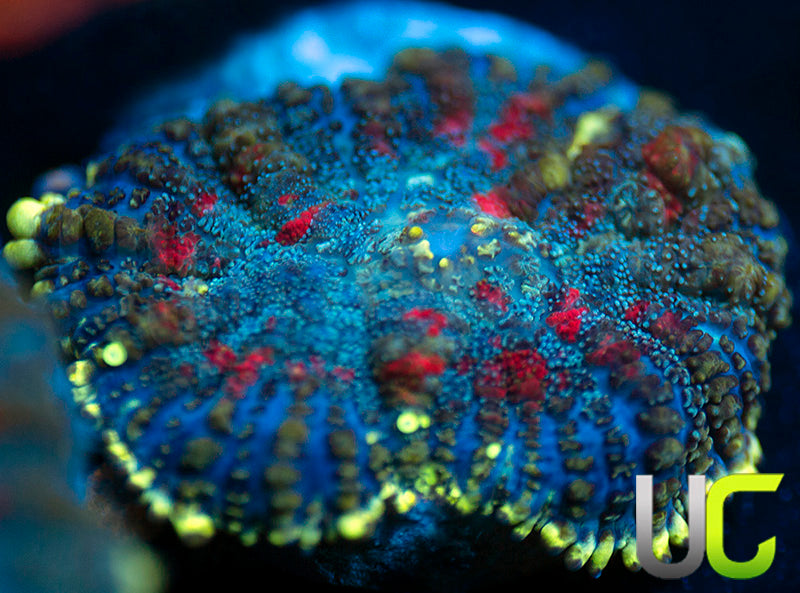 UC High Roller Mushroom