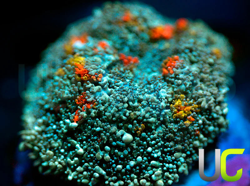 UC Mega Montauk Mushroom