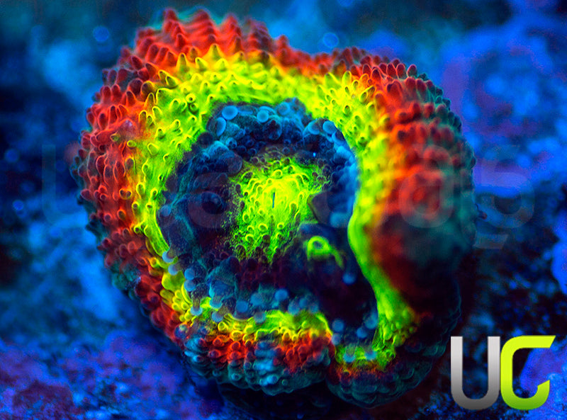 BigR Holy Grail Micro Amakusensis