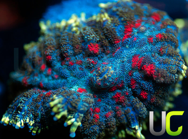 UC High Roller Mushroom