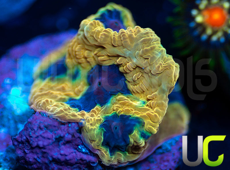 UC Mamba Jamba Favia