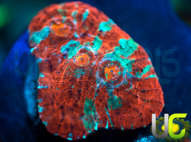 Dungeon Boss Chalice