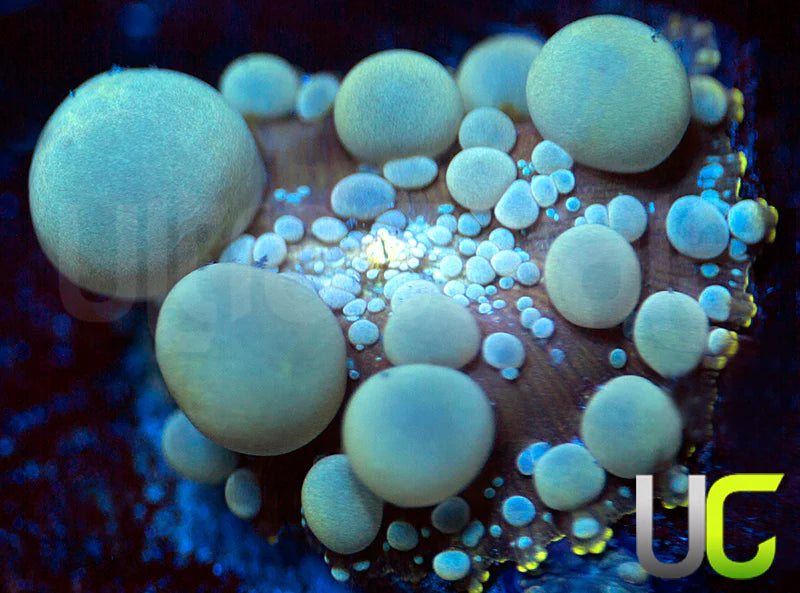 Poseidon Bounce Mushroom