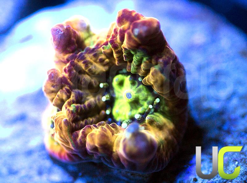 RC Rain of War Favites