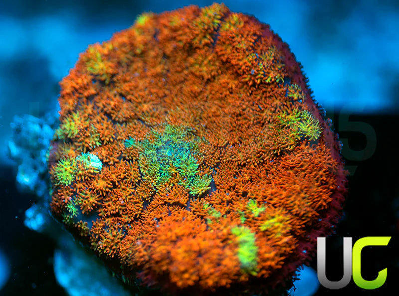 Ultra Cushion Mushroom XL