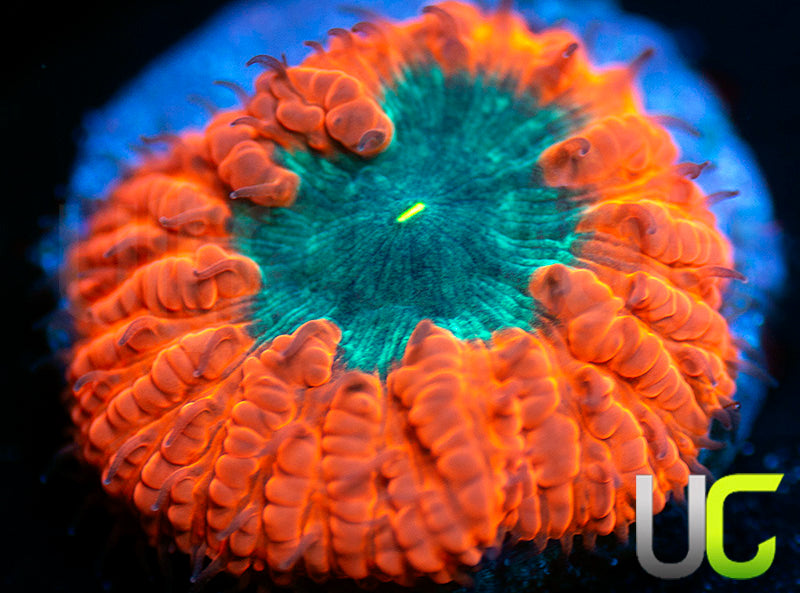 UC Dark Ember Blasto