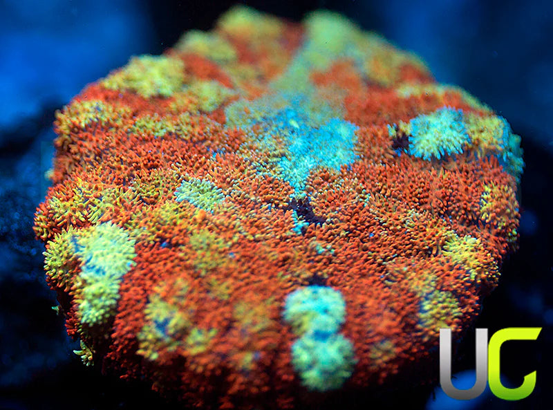 Ultra Cushion Mushroom XL