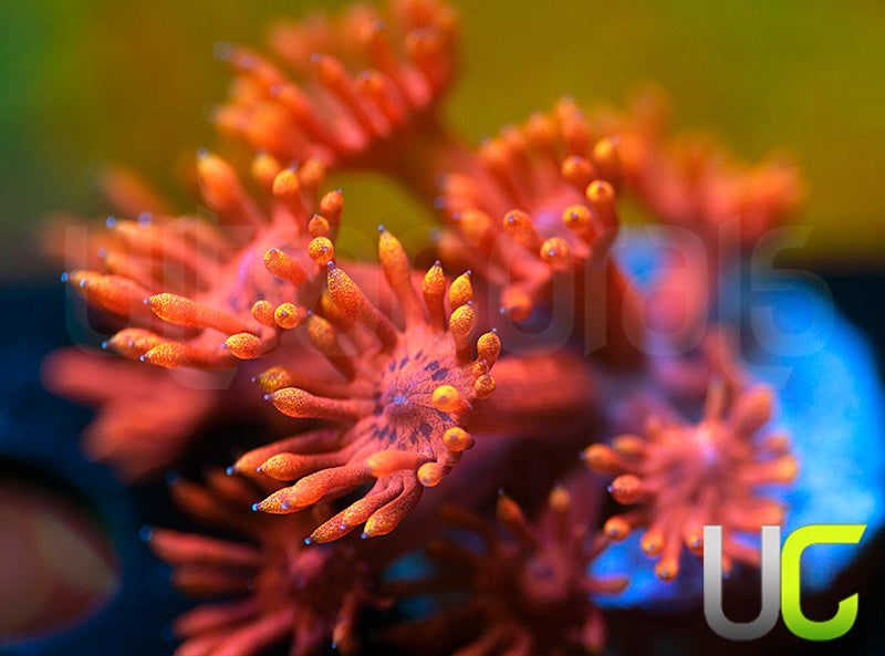 ECC Burning Man Goni