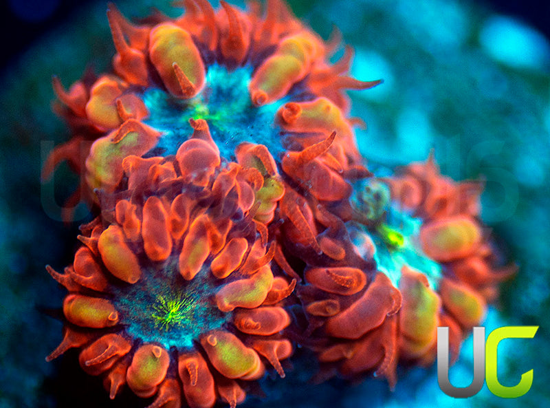 UC Blue Raven Blastos