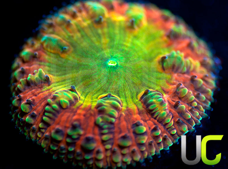 BSA Tittie Twister Blasto