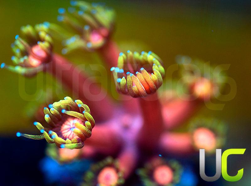 BigR Valentines Goni