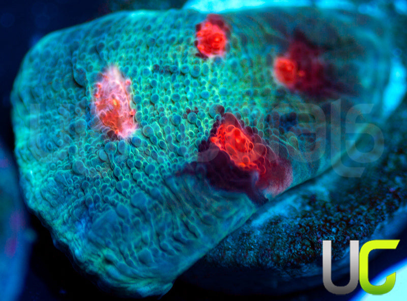 JF Hellspawn Chalice