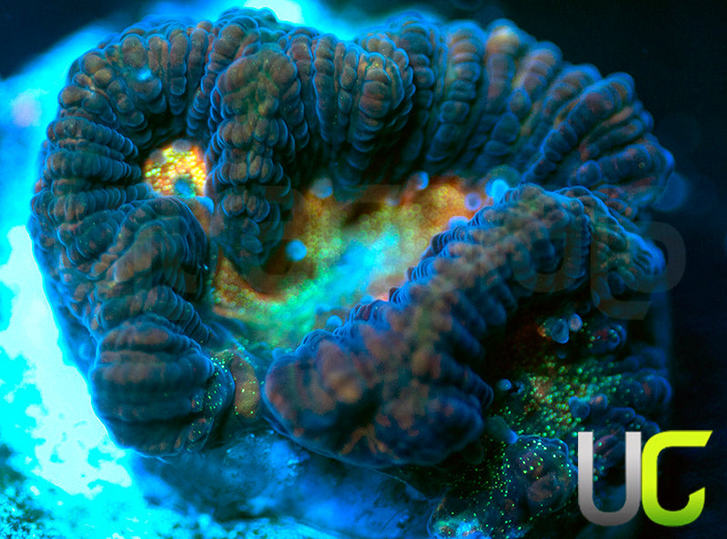 NEW RELEASE: UC Melon Baller Platy