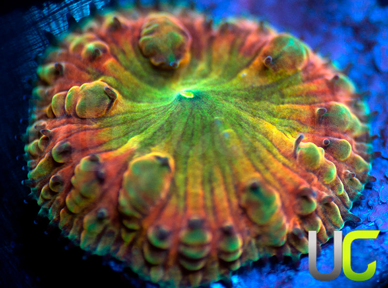 BSA Tittie Twister Blasto