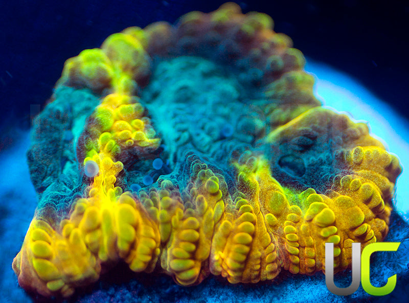 TGC Beast Mode Favia