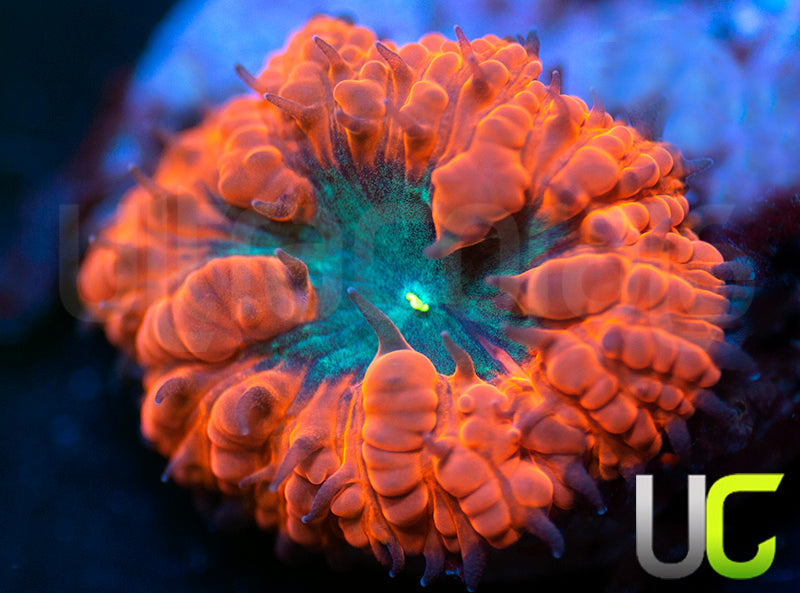 UC Dark Ember Blasto