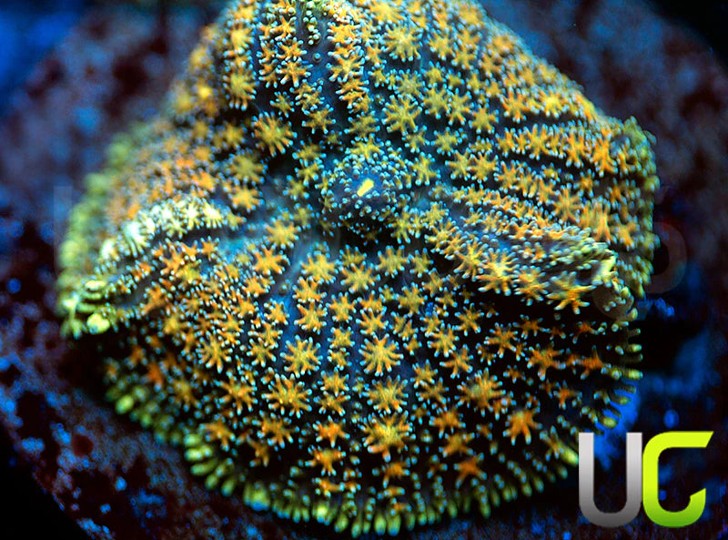 UC Lemonada Cushion Mushroom XL