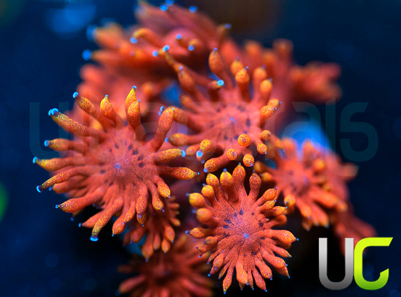 ECC Burning Man Goni