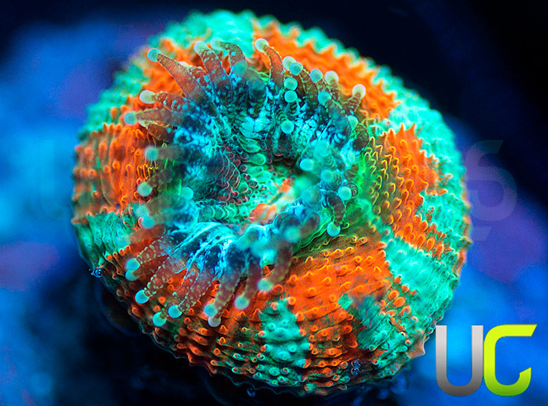 UC Carousel Micro Amakusensis