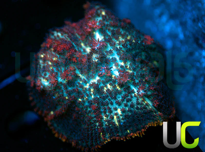 UC Circus Rhodactis Mushroom