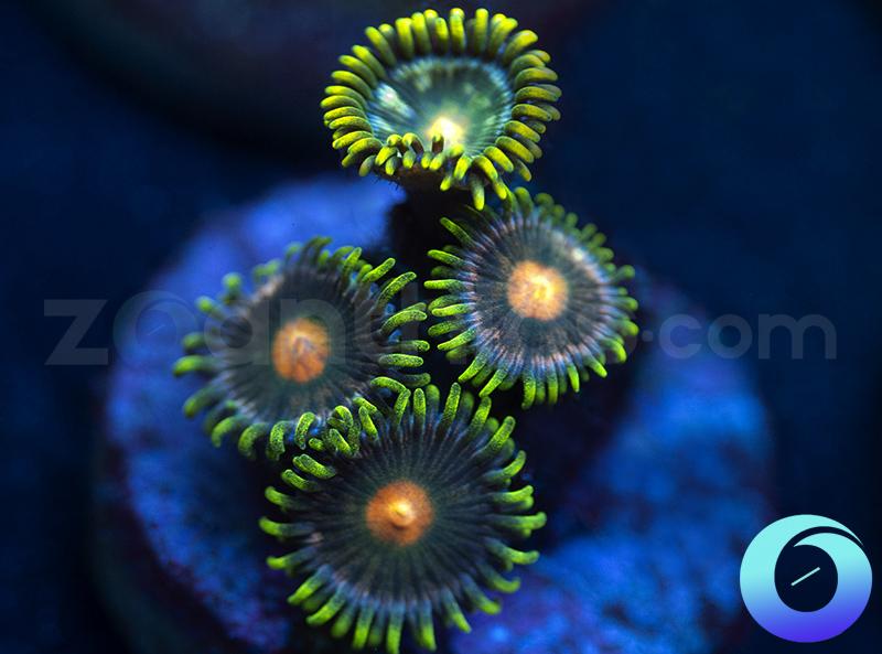 Spinster & Bloomer Combo