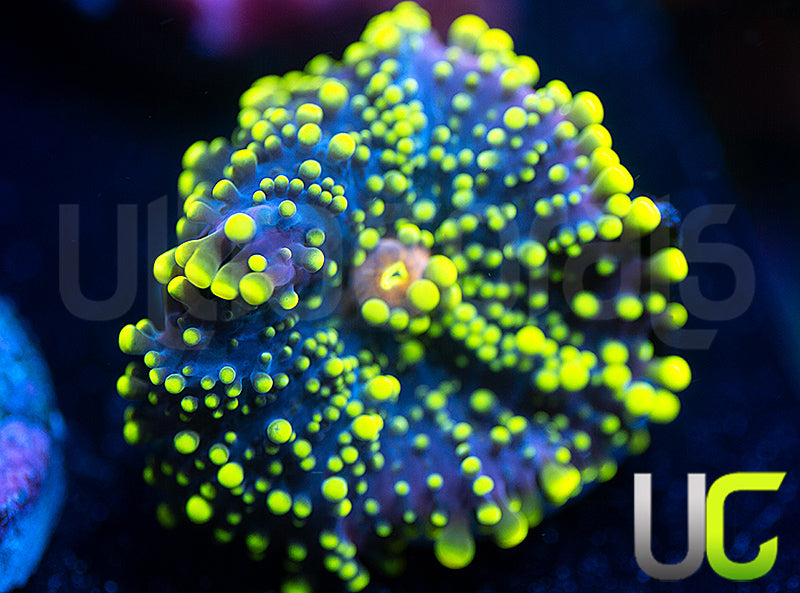 UC Green Lantern Yuma Ricordea