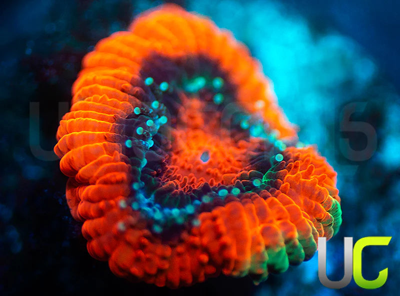 UC Mothership Micro Amakusensi