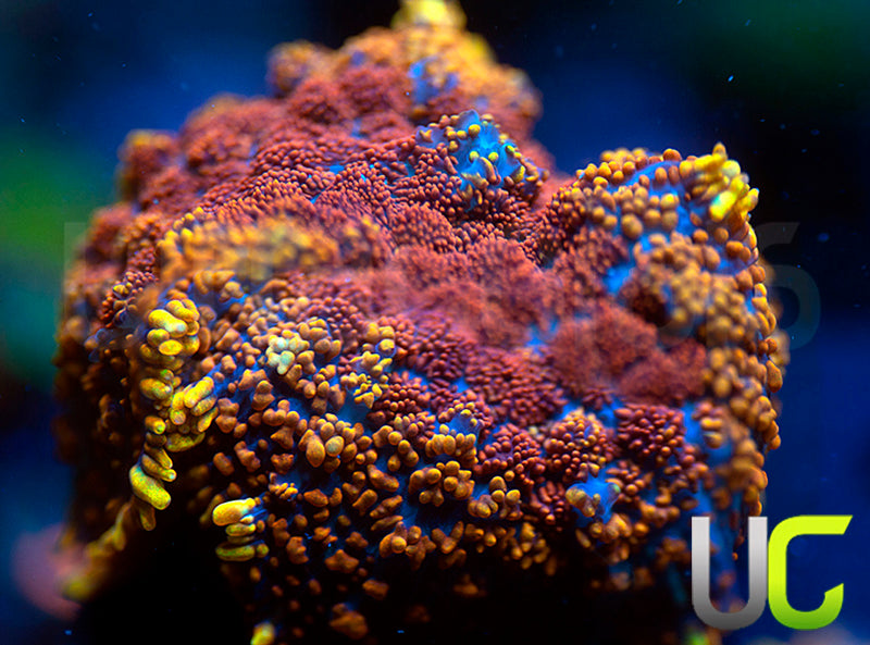 UC Spicy Jambalya Mushroom