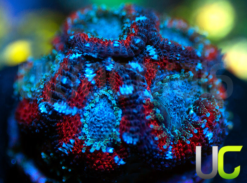 UC Superhero Micro Amakusensis