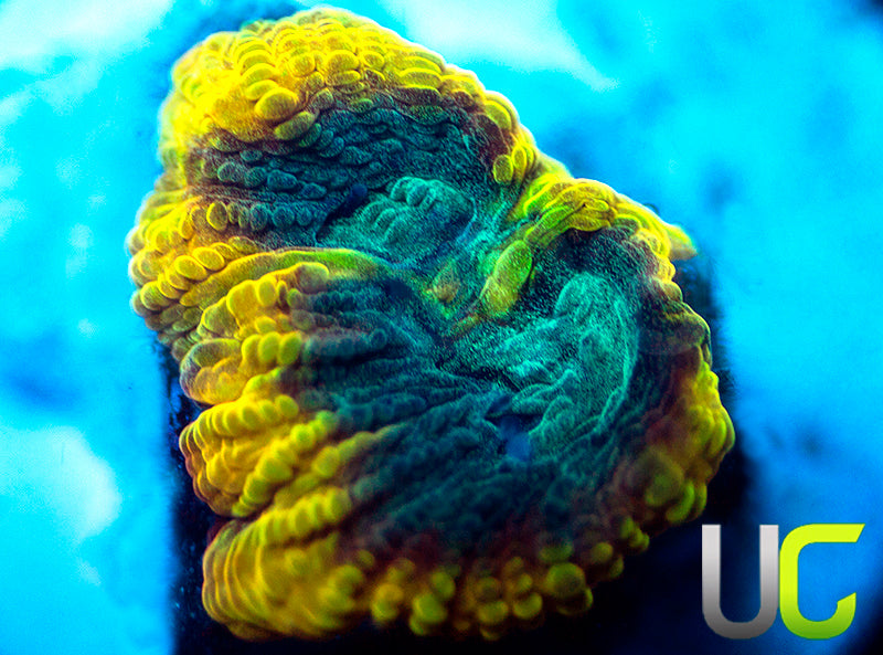 TGC Beast Mode Favia