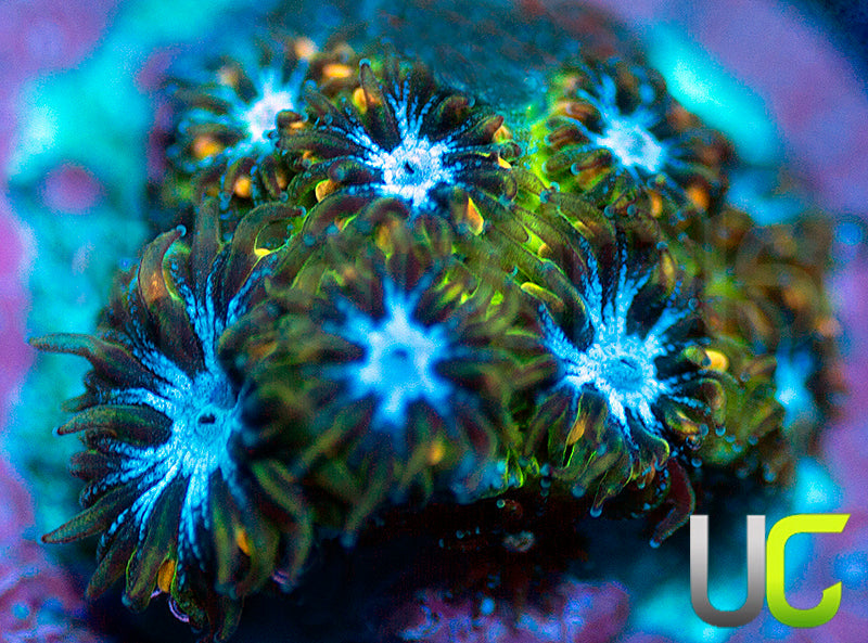 UC Chicken Pox Leptastrea