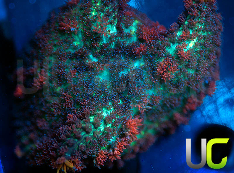 UC Circus Rhodactis Mushroom