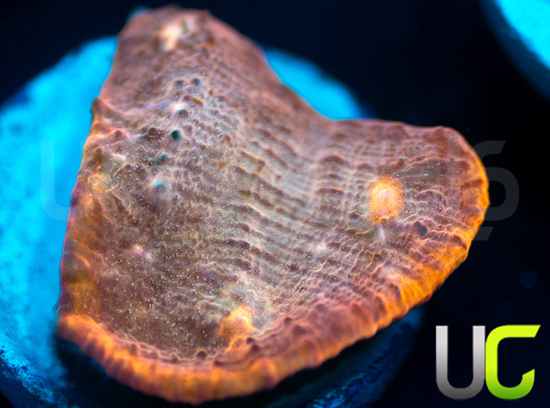 New Release: UC Pink Tourmaline Chalice