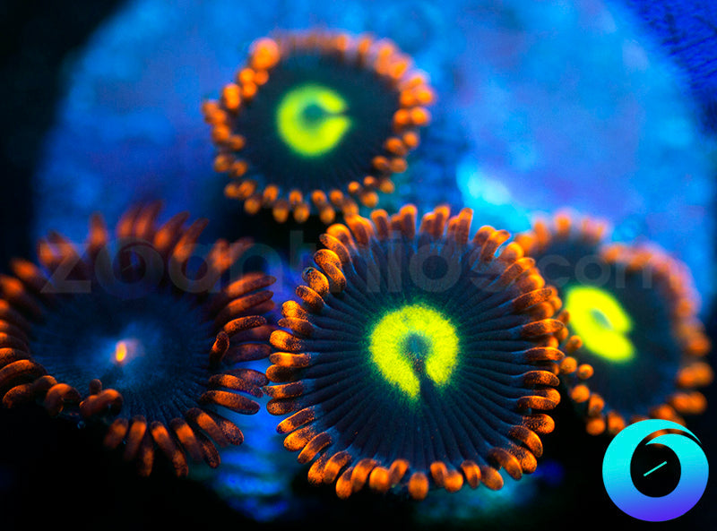 Sidewinder & Screamer