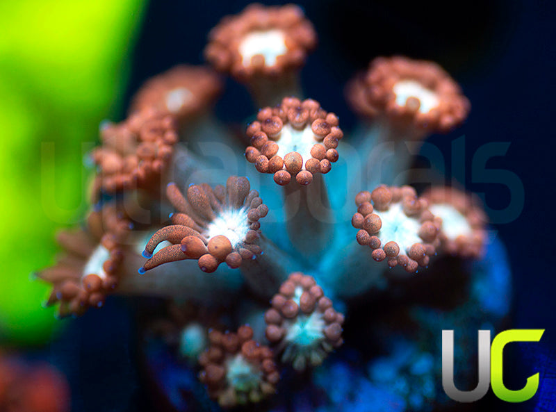 UC Cosmic Candy Goni