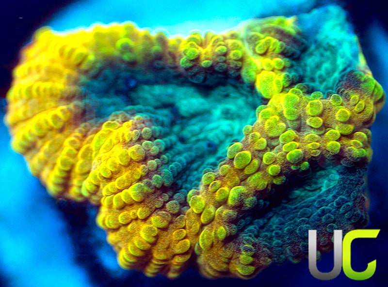 TGC Beast Mode Favia