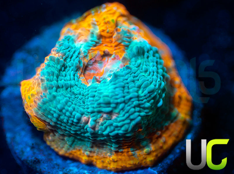 UC Blue Legion Chalice