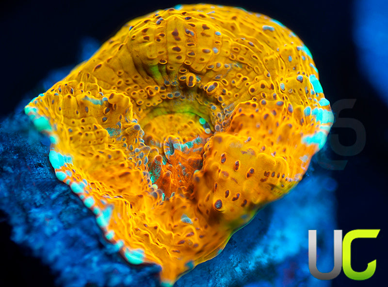 UC Pina Colada Chalice