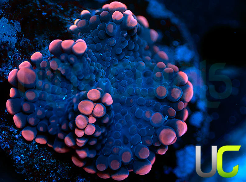 Pink Edge Yuma Ricordea