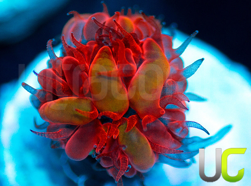 UC Blue Raven Blastos