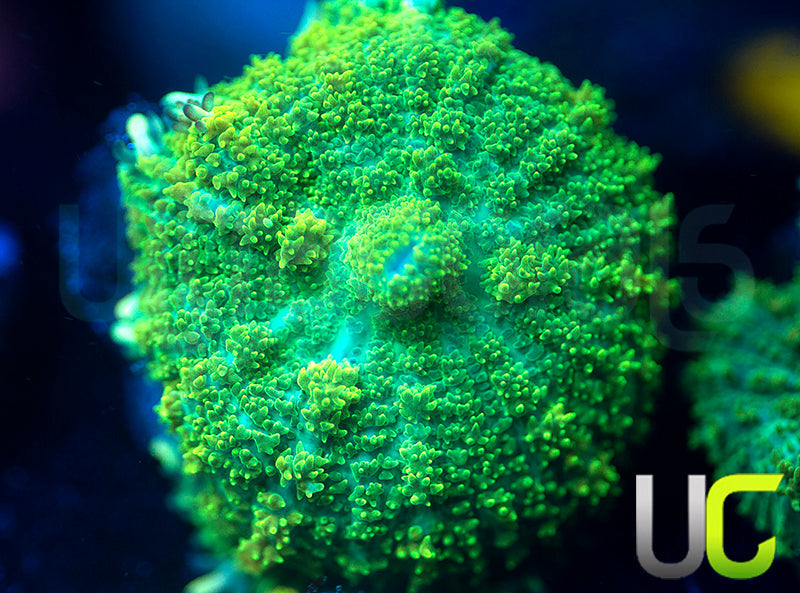 UC Marigold Mushroom