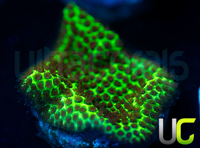 UC The Grinch Porites