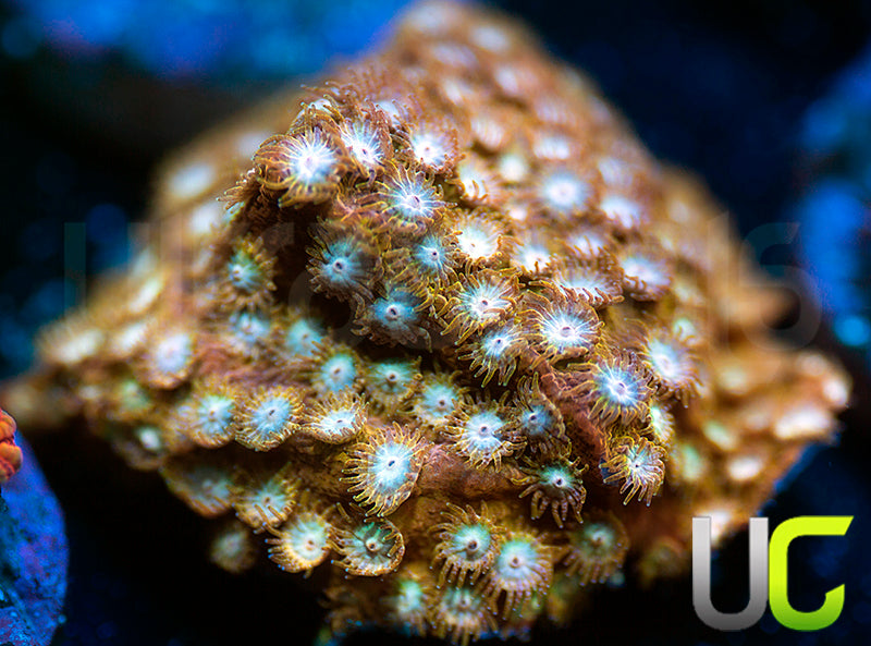 UC Yellowjacket Cyphastrea