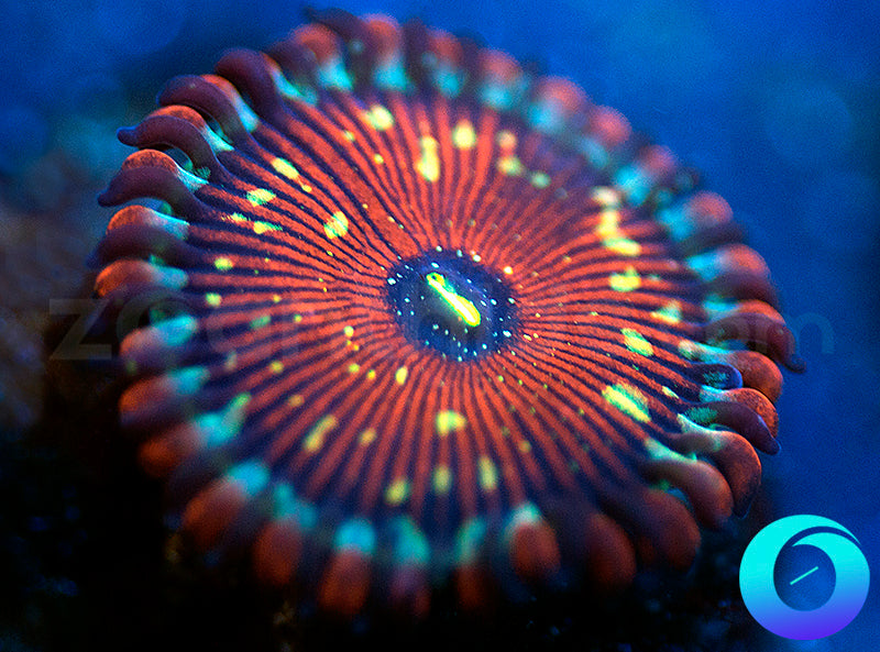 salted agave zoanthids Salted Agave PE