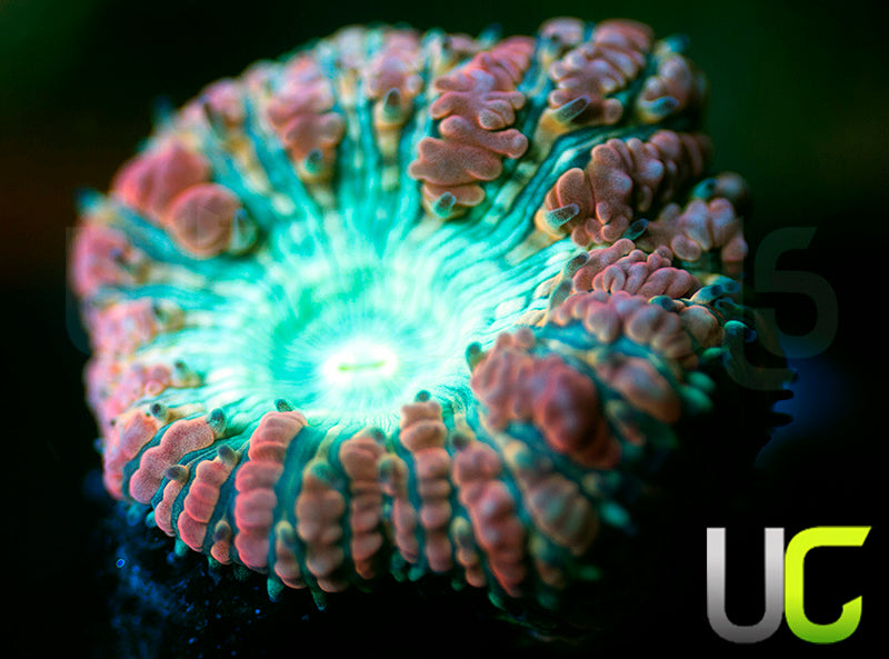 UC Slim Shady Blasto