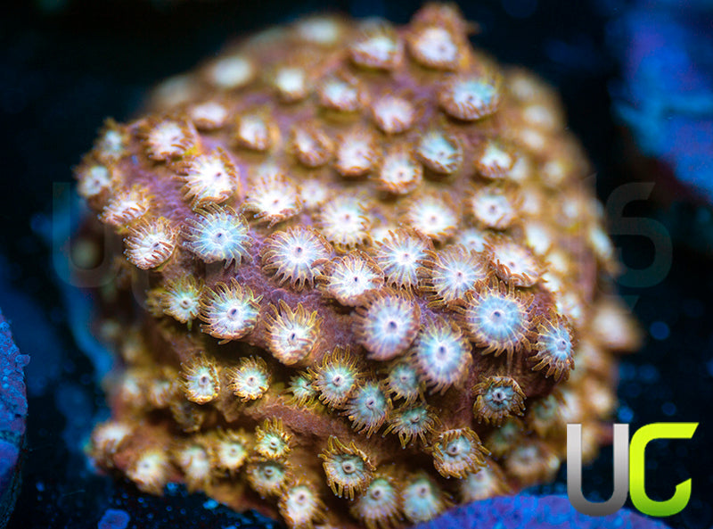 UC Yellowjacket Cyphastrea