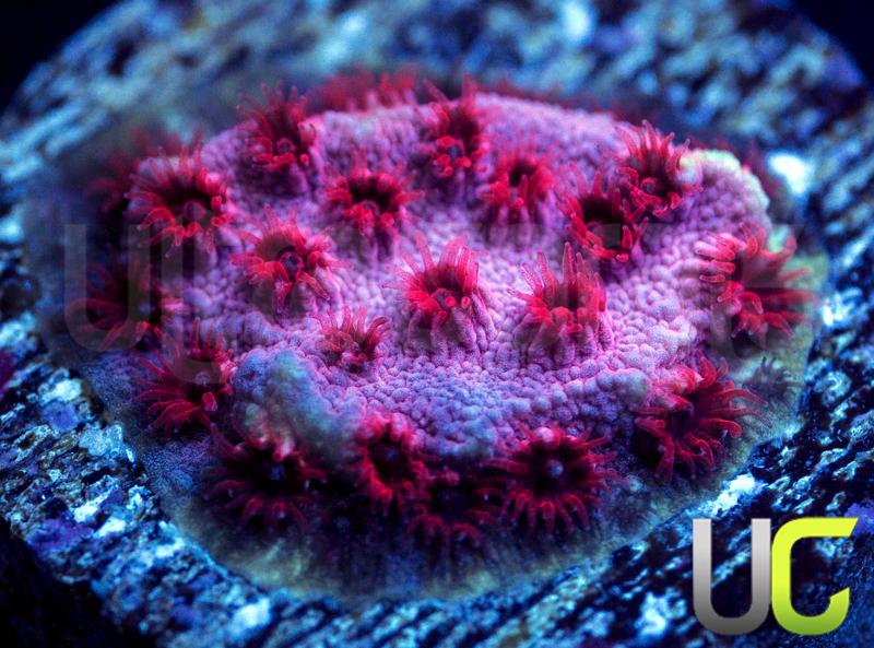 UC Cherry Bomb Cyphastrea