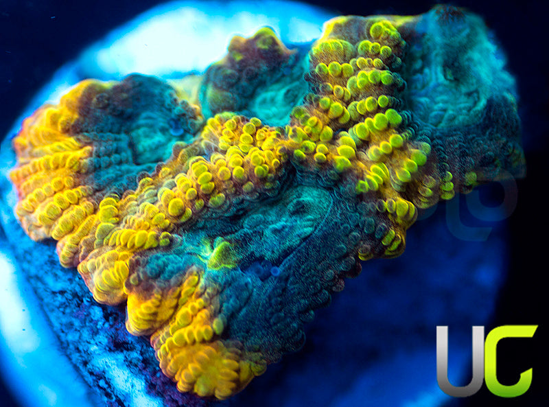 TGC Beast Mode Favia