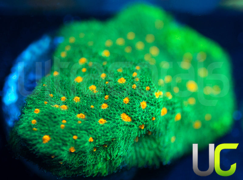 CC Smashing Pumpkins Psammocora